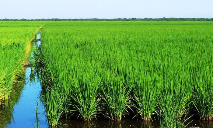 Contribuyen al ahorro del agua en cultivo del arroz en Camagüey