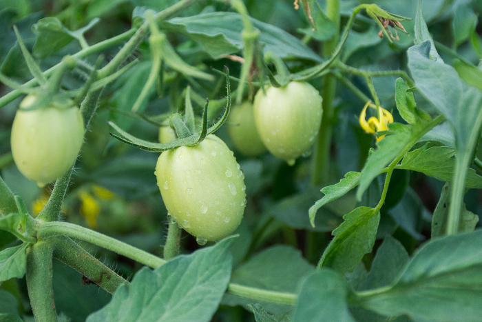 Peasants of Nuevitas prepare themselves for sowing of the tomato