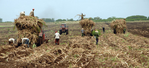 En Vertientes, aumentan campesinos solicitantes de tierras ociosas