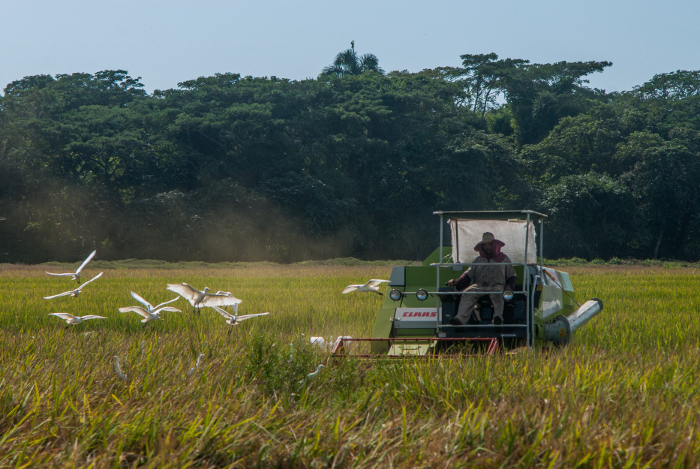 Cooperativa floridana vende 10 000 quintales de arroz
