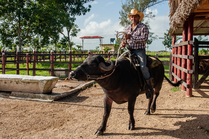 El encantador de búfalos 