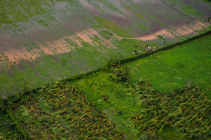 La estirpe que salvó la noche