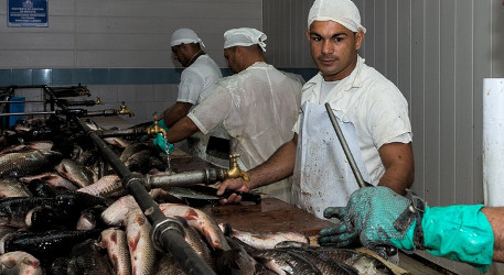 Acuicultura en Sibanicú “pescó” el plan anual