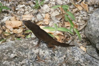 Preservación de la Lagartija de Cresta, prioridad en Nuevitas