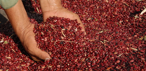 Entity of investigations of grains analyzes scientific results