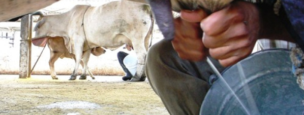 Campesinos camagüeyanos cumplen entrega de leche a la industria