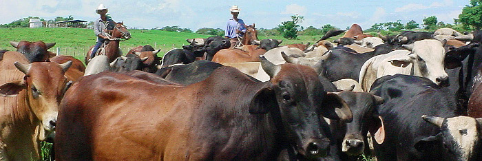    Implementa Camagüey estrategias para mejorar los cotos  genéticos