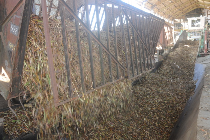 Abasto de caña decidirá producción de azúcar en Camagüey