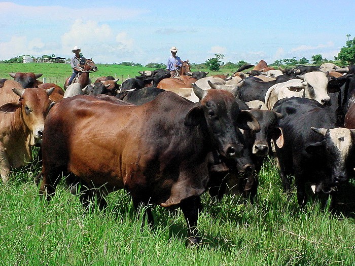 Camagüey implements strategies to improve the genetic preserves 