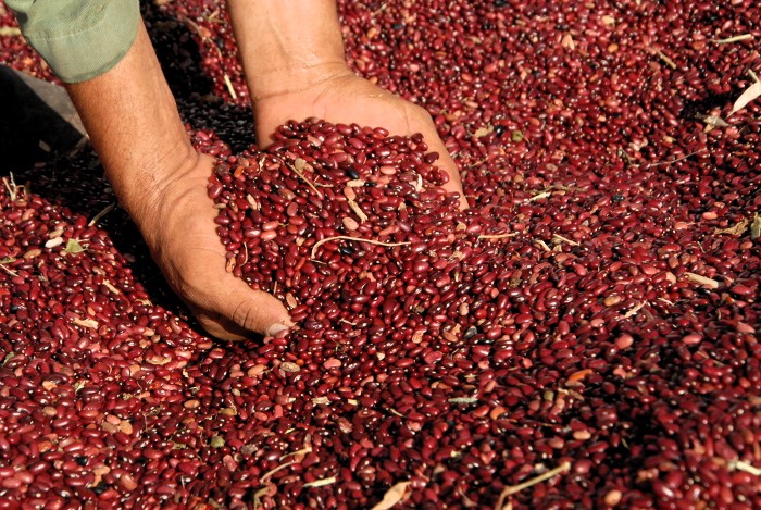 Entity of investigations of grains analyzes scientific results