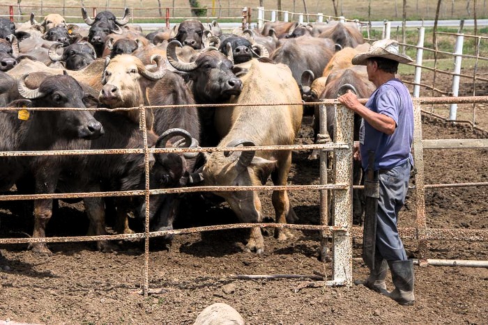 Camagüey exceed its year´s plan of milk delivery 