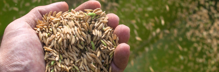 Arroceros camagüeyanos superan récord histórico de producción del cereal