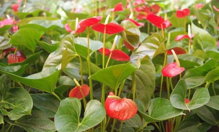 Foto: Tomada de ecologiaverde.com Las plantas, excelente elemento decorativo