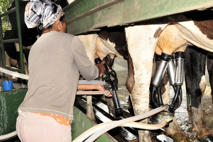 Foto: Tomada de cadenagramonte.cu Ordeño mecánico se consolida en vaquerías camagüeyanas
