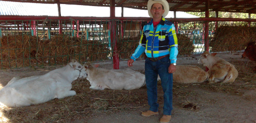 Premiados en feria internacional terneros de embrión congelado