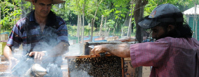 En Camagüey positivos índices productivos de miel de abejas