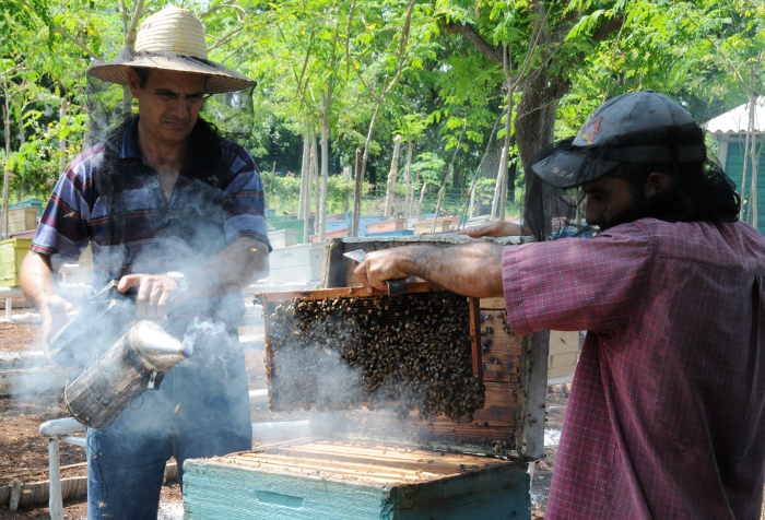En Camagüey positivos índices productivos de miel de abejas