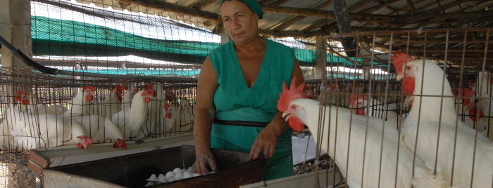¿Por qué la escasez de huevos en Camagüey?