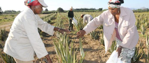 Crece en Camagüey siembra de plantas medicinales