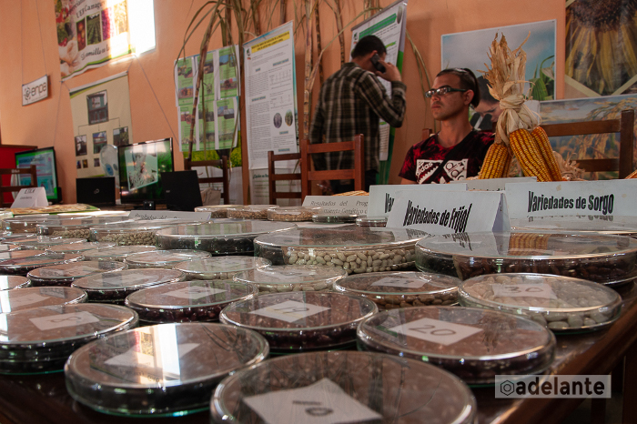 Estación de Investigaciones de Granos potencia nuevas variedades de maiz