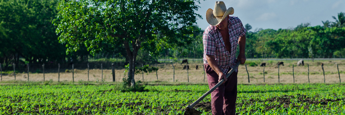 Guateque en Camagüey, vanguardia de la emulación campesina