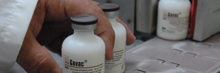 Aumenta uso de la vacuna Gavac