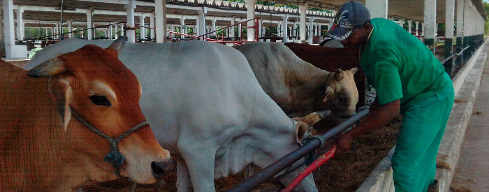  Agua de mar suplementa alimentación del ganado en Camagüey