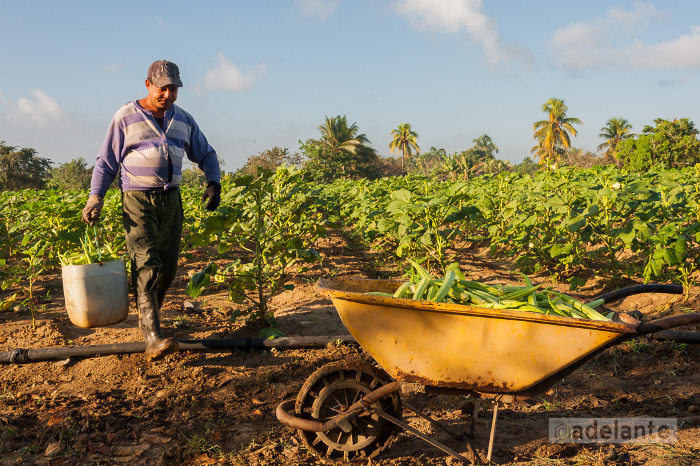 Foto: Leandro Pérez Pérez/Adelante En Camagüey evento nacional de la Agricultura Suburbana