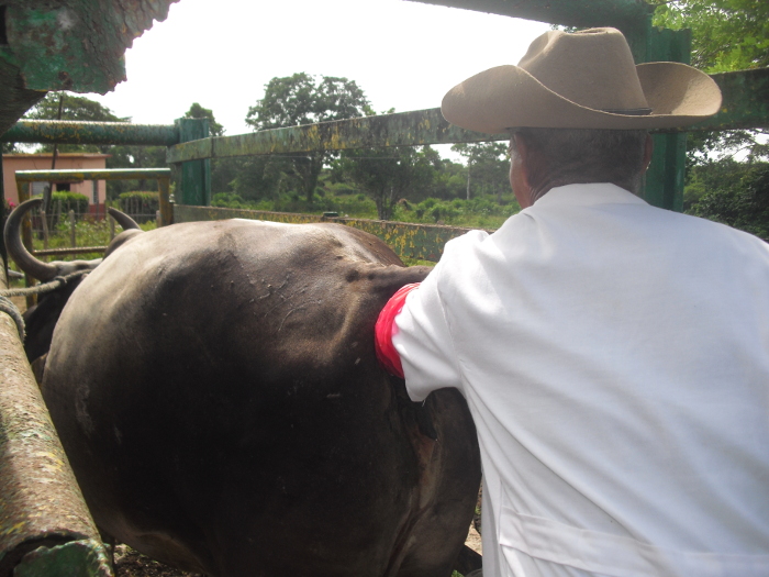 “El porvenir está en la ganadería”