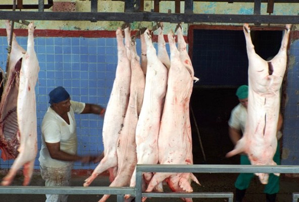 La industria procesa los cerdos.