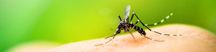 Dengue: enfermedad que puede llegar a matar