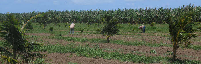 Examinan en Camagüey programas de desarrollo agropecuario
