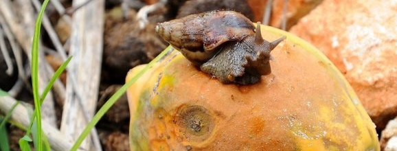 Vigentes medidas de control para el caracol africano