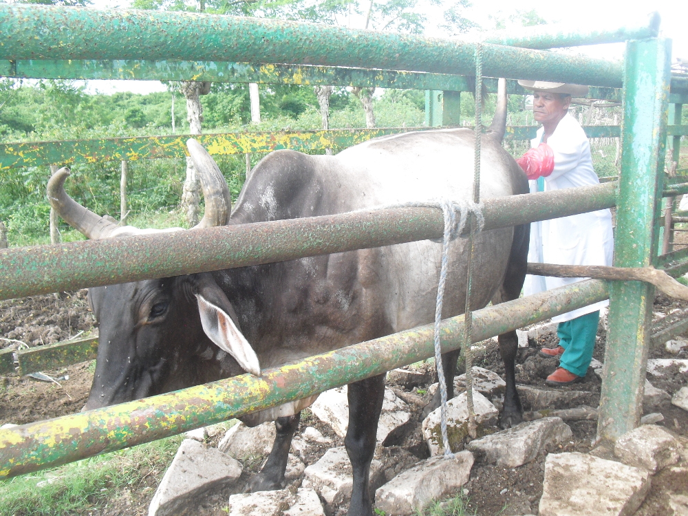 Miguel Angel Heredia, reproductor de la finca El Maguey, mientras realiza diagnóstico de gestación recto vaginal.