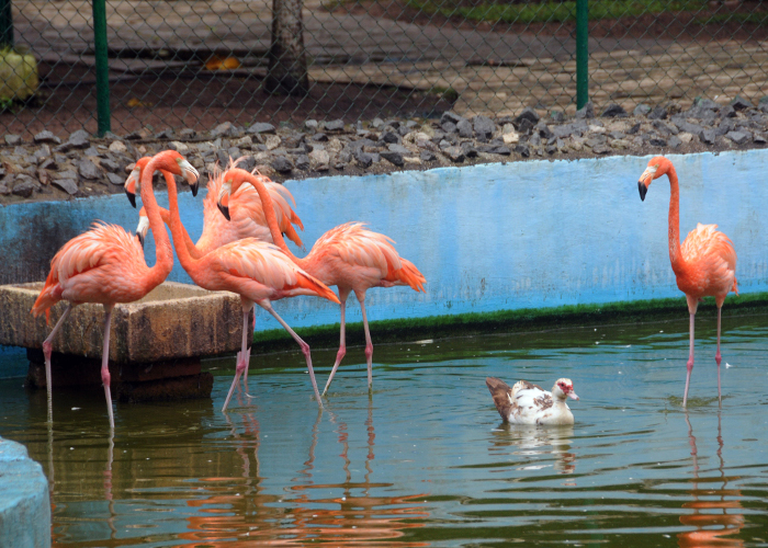 Para una cultura de la Naturaleza