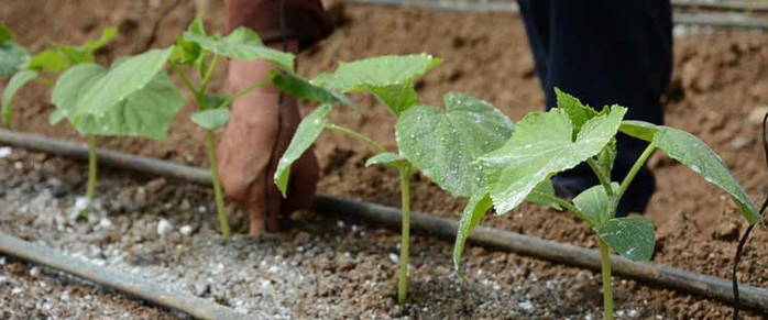 Obtienen en Camagüey eficaz fertilizante para varios cultivos