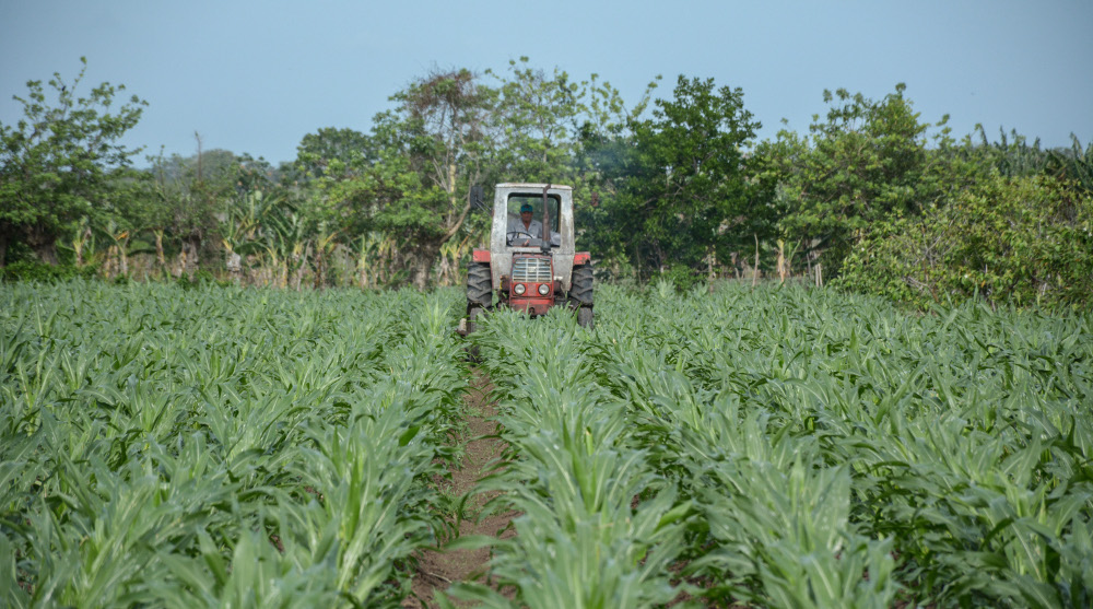 Continúa en Camagüey mejoramiento genético de semillas de maíz