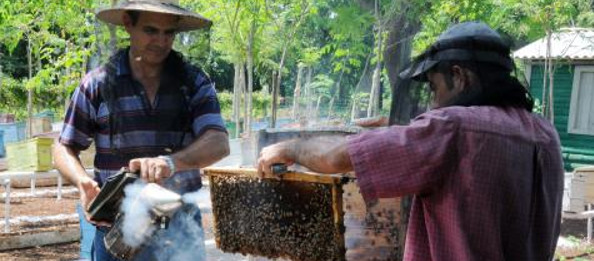    Camagüey entrega de miel a la industria