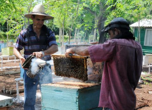   Camagüey entrega de miel a la industria