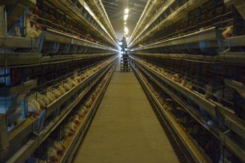 Sin el aporte de la Empresa Nacional de Proyectos de la Agricultura (ENPA) en el diseño y de Dovel en el servicio ingeniero, hubiera sido imposible tener hoy en la provincia una nave automatizada con 56 000 gallinas para la producción de huevos. En la visita a la nave Adelante digital se enteró de la buena nueva de que para el nuevo año comienzan los movimientos de tierra para un segundo balcón con otras 56 000 gallinas. Foto: Alejandro Rodríguez Leiva/Adelante
