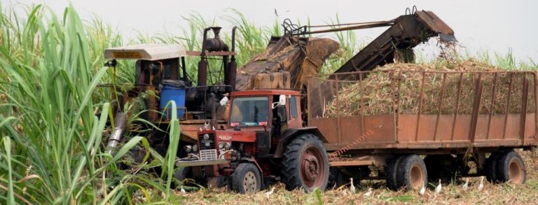 Piropos, recelos ... para andar mejor en la zafra