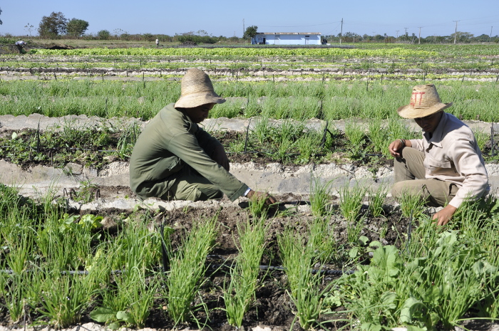 Cooperativa camagüeyana con favorables resultados productivos