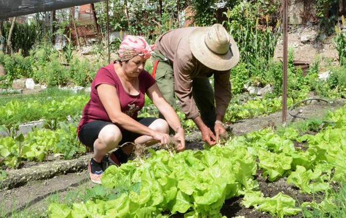 El empleo de técnicas agropecuarias en armonía con la naturaleza y su contribución al desarrollo sostenible de la producción de alimentos para el pueblo.Foto: Tomada de ACN  Camagüeyana reconocida por sus resultados en prácticas agroecológicas