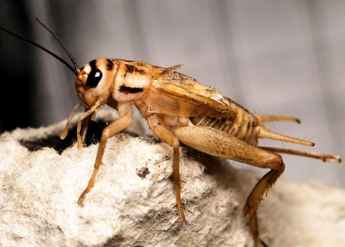 Foto: Tomada de hablemosdeinsectos.com Apunta a un grillo estudio sobre "Ataques acústicos"