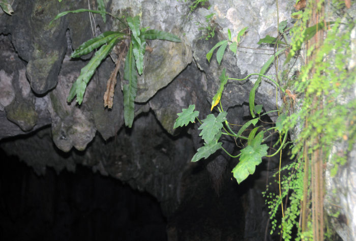 Adelante tras su génesis mambisa