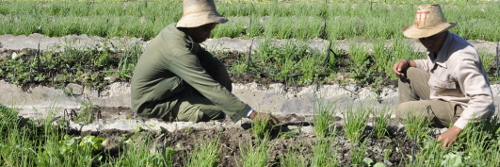 Sierra de Cubitas: control y exigencia para el desarrollo agrícola