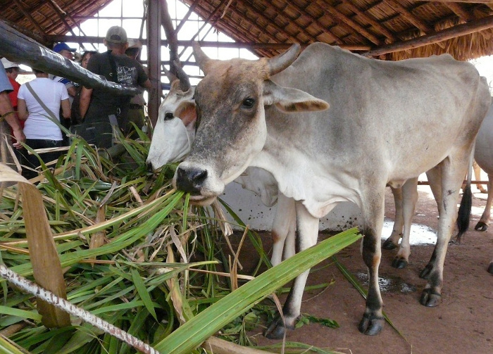 Ciencias Agropecuarias en Convención Científica Internacional