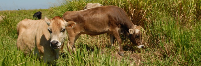  Vacas camagüeyanas estrenarán microchip para su monitoreo