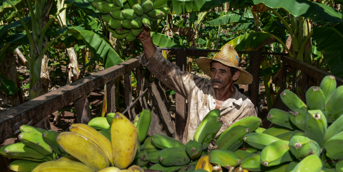 Proyecto de colaboración Agricultura Sostenible beneficiará a municipio camagüeyano