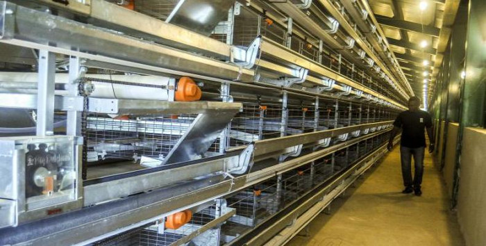 Próxima inauguración de granja avícola automatizada en Las Clavellinas 